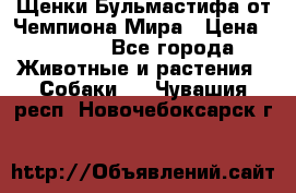 Щенки Бульмастифа от Чемпиона Мира › Цена ­ 1 000 - Все города Животные и растения » Собаки   . Чувашия респ.,Новочебоксарск г.